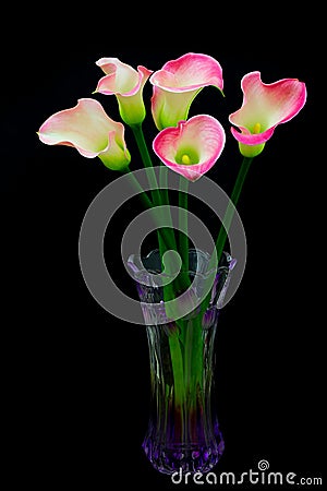 Elegant zantedeschia rubylite pink ice calla lilies in crystal vase Stock Photo