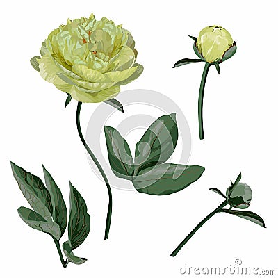 Element for you design. Lime yellow peony flowers, buds and leaves isolated on white background. Stock Photo