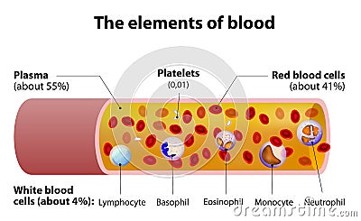 The elements of blood. blood vessel cut section Vector Illustration