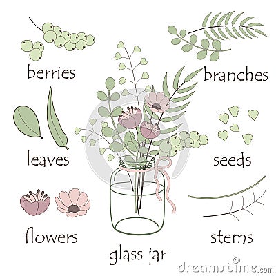 Elements of botany Vector Illustration