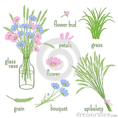 Elements of botany Vector Illustration