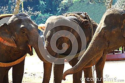 Elephan Stock Photo