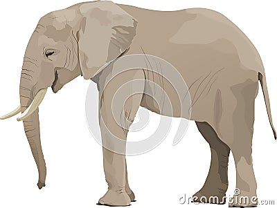 Elephant Vector Illustration