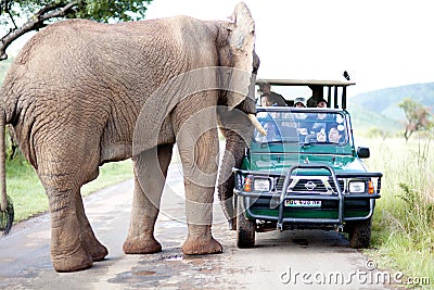 Elephant Editorial Stock Photo