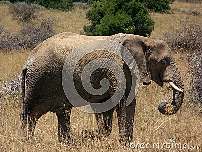 A elephant Stock Photo