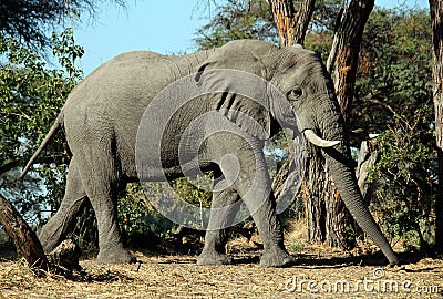 Elephant Stock Photo