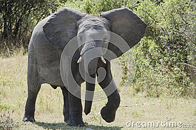 Elephant, Okavango Delta, Botswana Stock Photo