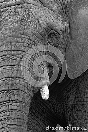 Elephant Stock Photo