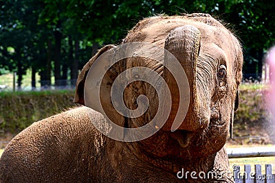 Elephant Stock Photo