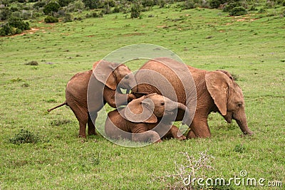 Elephant babies Stock Photo