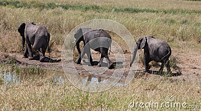 elephant babies Stock Photo