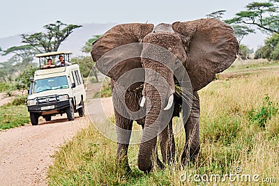 Elephant with baby drinking water in tanzania safari tusk Editorial Stock Photo