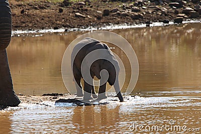 Elephant baby drinking water at waterhole Stock Photo