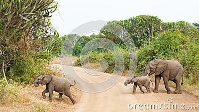 Elephant baby guided by mother while crossing a path in beautiful Queen Elizabeth National Park with Euphorbia ingens tree, Uganda Stock Photo