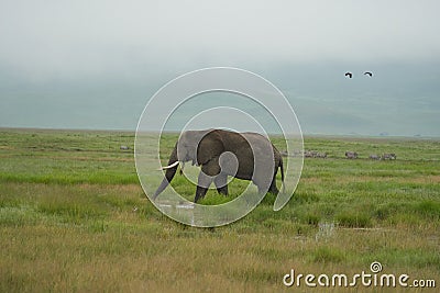 Elephant Big Huge Tusker Amboseli - Big Five Safari -Baby African bush elephant Loxodonta africana Stock Photo