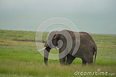 Elephant Big Huge Tusker Amboseli - Big Five Safari -Baby African bush elephant Loxodonta africana Stock Photo