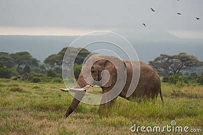 Elephant Big Huge Tusker Amboseli - Big Five Safari -Baby African bush elephant Loxodonta africana Stock Photo