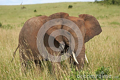 Elephant Big Huge Tusker Amboseli - Big Five Safari -Baby African bush elephant Loxodonta africana Stock Photo