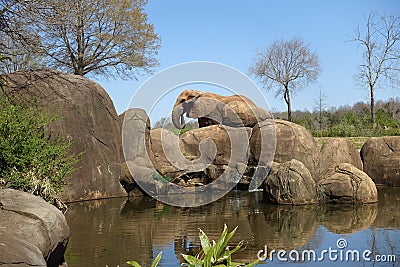 An Elephant Blends into Some Rocks at a Zoo Stock Photo