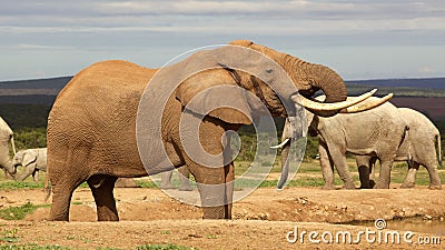 Elephant Bull Drinking Stock Photo