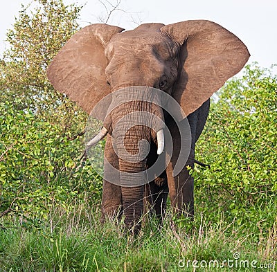 Elephant bull eating green leaves Stock Photo