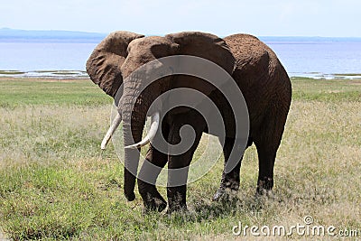 Elephant bull at lake Manyara Stock Photo