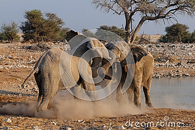 Elephant bulls are fight Stock Photo