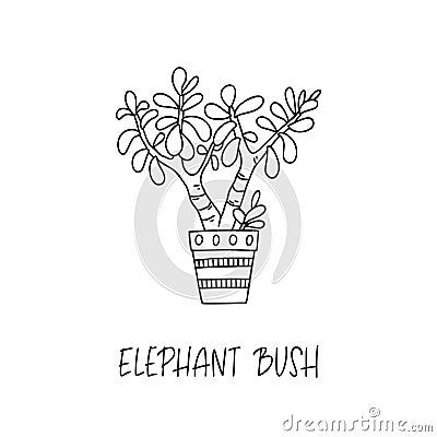 Elephant Bush succulent plant in decorative pot in doodle style with a handwritten title Vector Illustration
