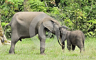 The elephant calf is fed with milk of an elephant cow The African Forest Elephant, Loxodonta africana cyclotis. At the Dzanga sali Stock Photo
