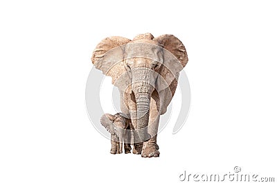 Elephant calf next to its mother isolated on white Stock Photo