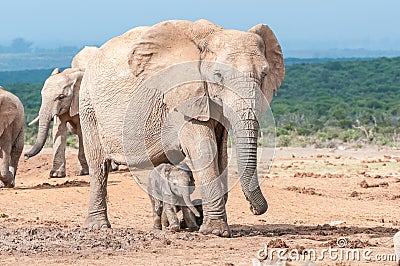 Elephant calf walking between its mothers legs Stock Photo