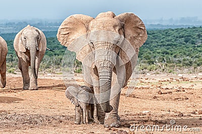 Elephant calf walking next to its mother Stock Photo