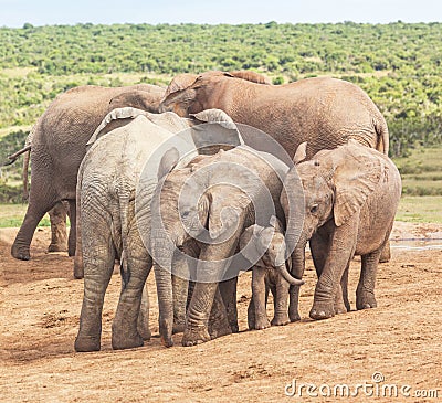 Elephant Calves at Addo Elephant National Park Stock Photo