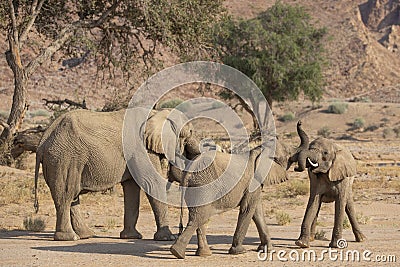 Elephant Calves Playing or Courting Stock Photo