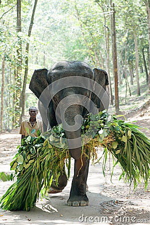 Elephant carries an armful of green under the supervision gadman Editorial Stock Photo