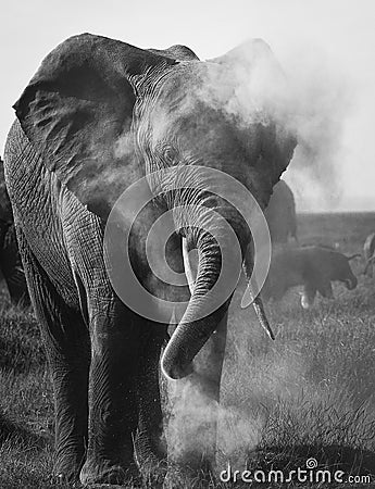 Elephant cleaning Stock Photo