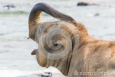 Elephant cleaning himself with a blurred background Stock Photo
