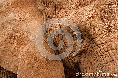 Elephant close up Stock Photo