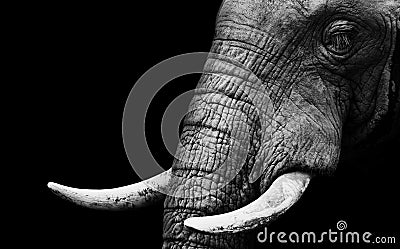 Elephant Close Up Stock Photo