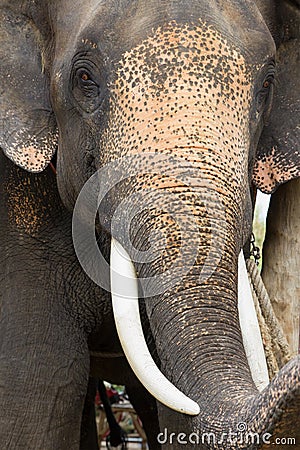 Elephant close up Stock Photo