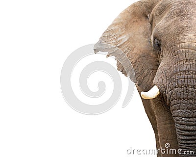 Elephant Closeup Cropped With Copy Space Stock Photo