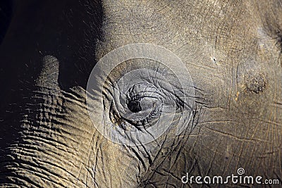 Elephant closeup portrait of eye and face Stock Photo