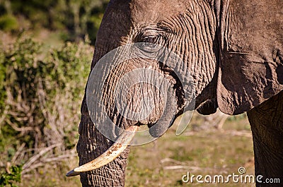 Elephant closeup, tusk proboscis. Addo elephants park, South Africa wildlife photoghraphy Stock Photo