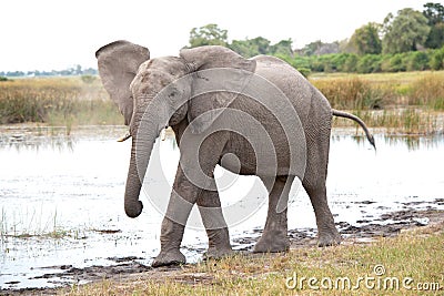 Elephant coming out of water and pricking up ears in bush of Okavango Delta, Botswana, Africa. Stock Photo