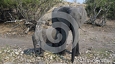Elephant cow, baby elephant hiding from the tourists in the African savannah Stock Photo