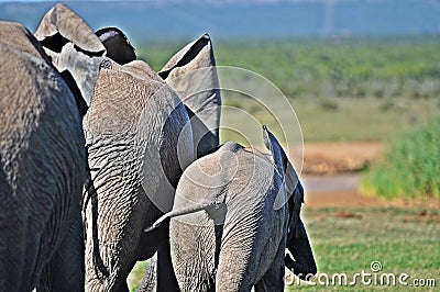 Elephant Cows and Young Stock Photo