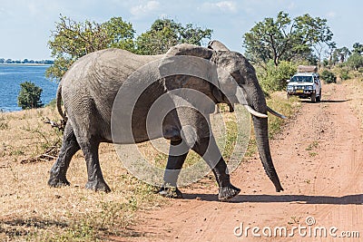 Elephant crossing dirt track before jeep Editorial Stock Photo