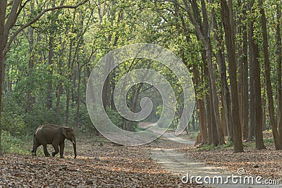 Elephant crossing the Main road amidst the Saal Trees Stock Photo