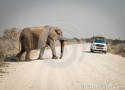 Elephant Crossing the Road Editorial Stock Photo