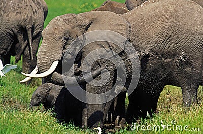 ELEPHANT D`AFRIQUE loxodonta africana Stock Photo